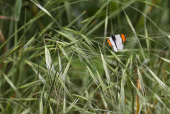 Anthocharis sara sara