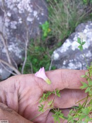 Oxalis bifida