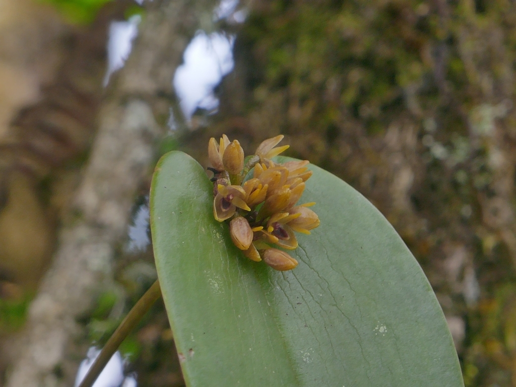 Pleurothallis canaligera