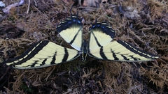 Papilio multicaudata