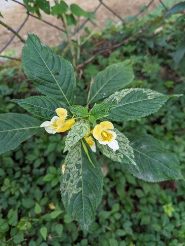 Impatiens tricornis, photograph 1