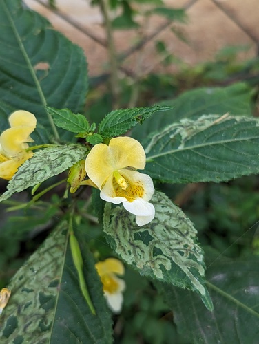 Impatiens tricornis