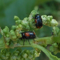 Cryptocephalus quadruplex