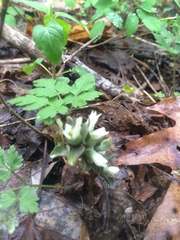 Obolaria virginica