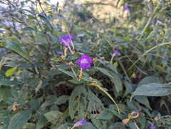 (c) Sagnik Dutta Roy, some rights reserved (CC BY) Strobilanthes pentastemonoides, photograph (c) Sagnik Dutta Roy, some rights reserved (CC BY)