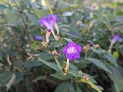 (c) Sagnik Dutta Roy, some rights reserved (CC BY) Strobilanthes pentastemonoides, photograph (c) Sagnik Dutta Roy, some rights reserved (CC BY)
