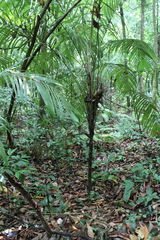 Astrocaryum mexicanum