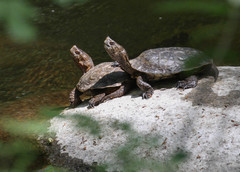 Actinemys marmorata pallida