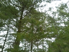Pinus armandi