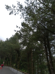Pinus armandi