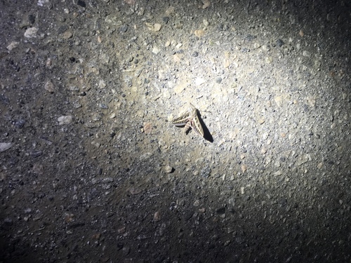 iNaturalist observation photo of White-lined Sphinx