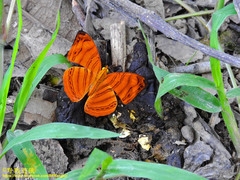 Cyrestini