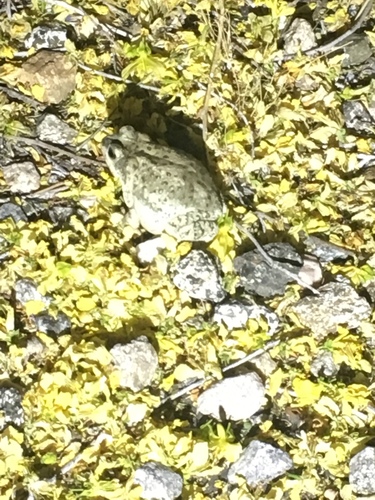 iNaturalist observation photo of Red-spotted Toad