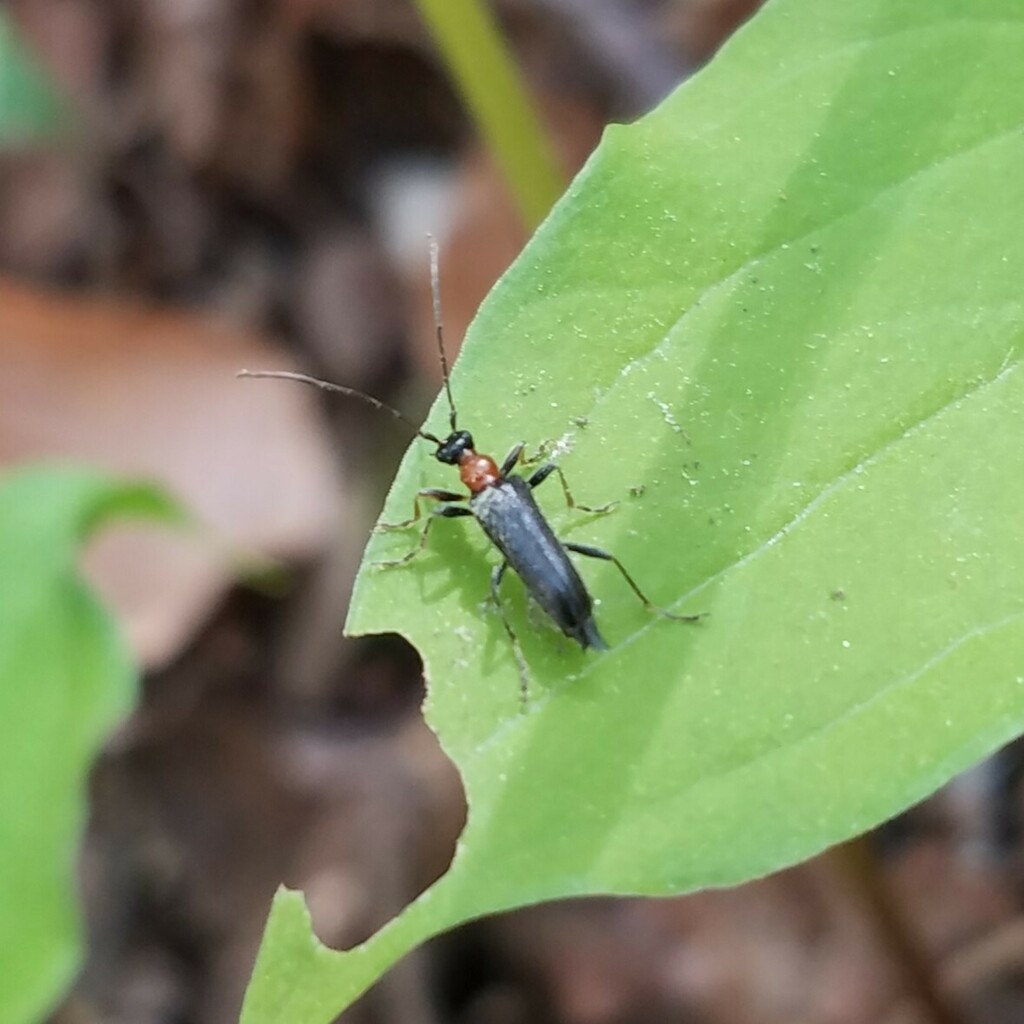 Stripe-legged Long-horned Beetle