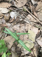 Trachelospermum jasminoides