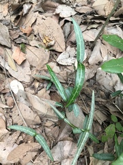 Trachelospermum jasminoides