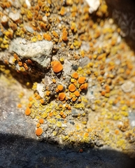 Polycauliona bolacina