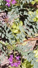 Astragalus lentiginosus diphysus