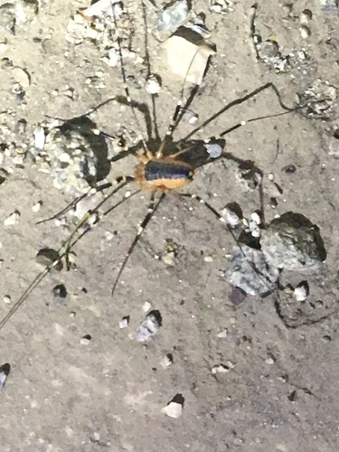 iNaturalist observation photo of Harvestmen