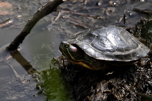 Testuggine palustre americana