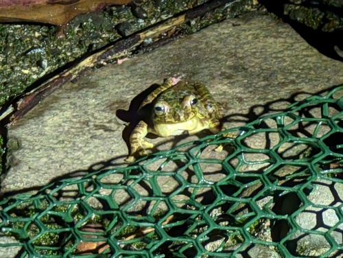 Eastern Masked Tree Frog, Smilisca manisorum