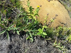 Pulicaria scabra