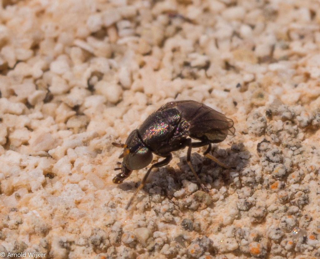 Clanoneurum