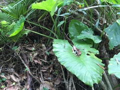 Alocasia macrorrhizos