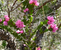 Boronia serrulata