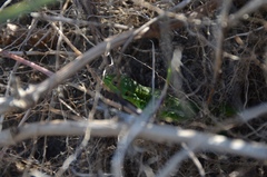 Liolaemus cyanogaster