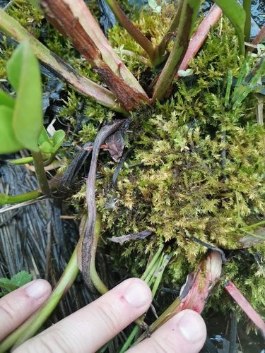 Fine-leaved Feather-moss (Kandaea elodes)