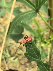 Dysdercus cingulatus