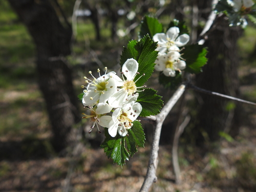 Turner's hawthorn (Crataegus turnerorum)