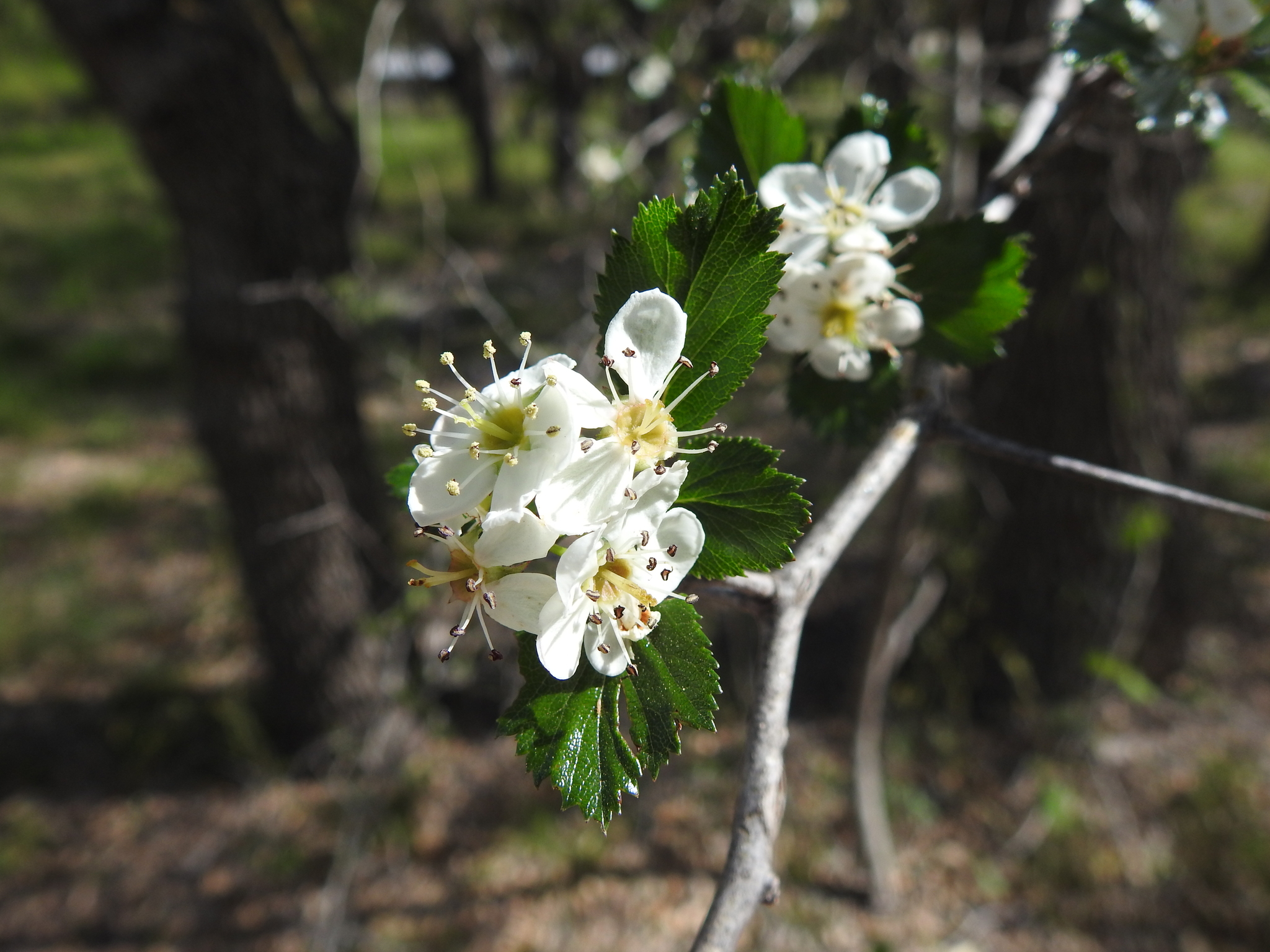 Crataegus turnerorum