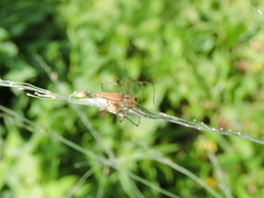 Oxyopes striagatus