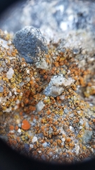 Polycauliona bolacina