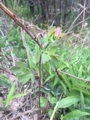 Aquilegia canadensis