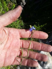 Heliophila linearis linearifolia