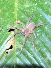 Phoneutria boliviensis