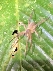 Phoneutria boliviensis