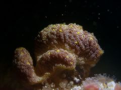 Botrylloides magnicoecus