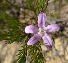 Philotheca salsolifolia