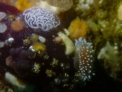 Antiopella longidentata
