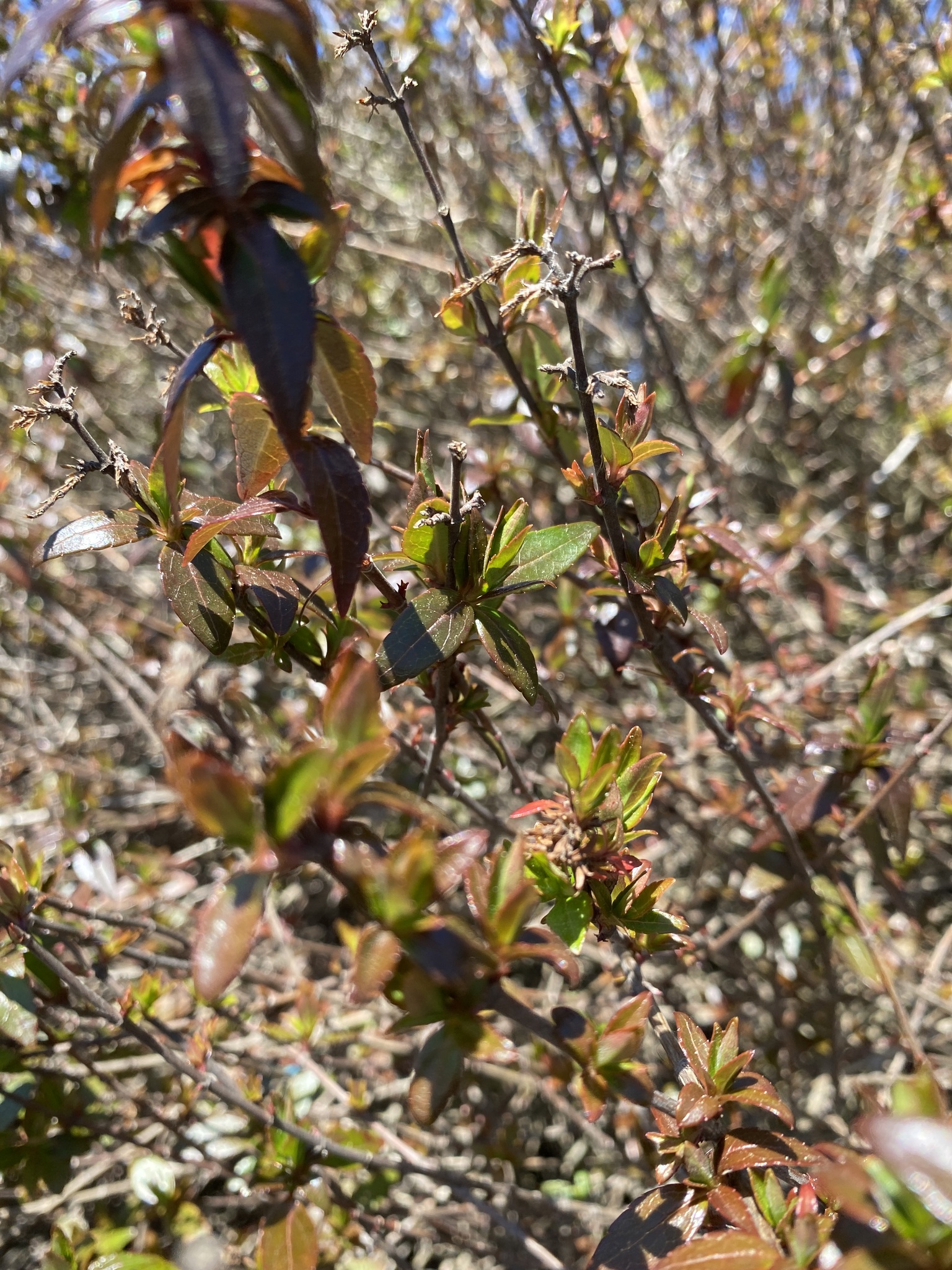 Imagem de Weigela florida