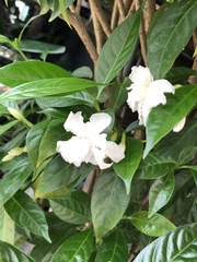 Tabernaemontana divaricata