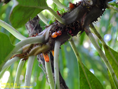 Myrmecodia tuberosa