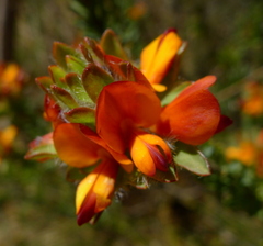 Pultenaea tuberculata