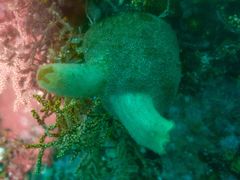 Ascidia incrassata