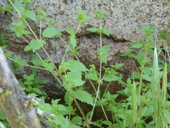 Hesperocnide tenella