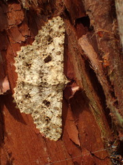 Racotis boarmiaria japonica